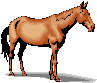 HORSE11